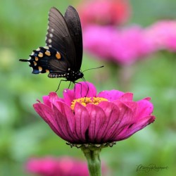 Butterfly On Pink Flower